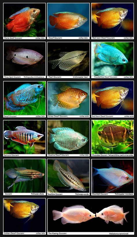Types Of Dwarf Gouramis: A Colorful Guide To Aquarium Gems - Vet Advises