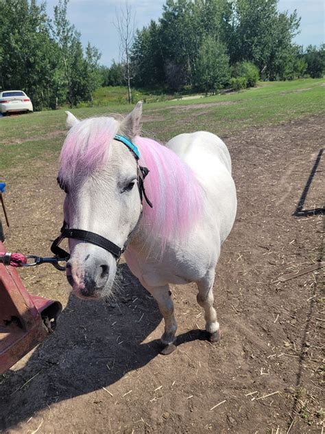 Pony , horse and Unicorn Rides, Castle Downs Farmers Market, Edmonton ...