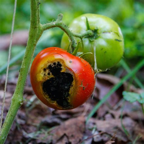 When To Avoid Tomatoes