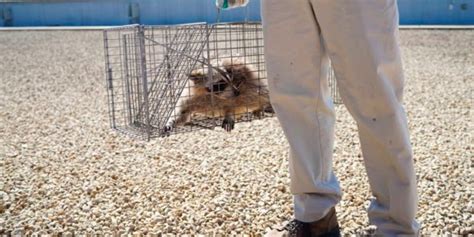 MPR Raccoon removed from UBS roof; released into wild