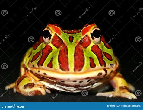 Ornate horned frog stock image. Image of multi, ecology - 10967591