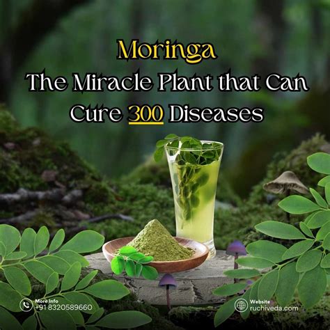 Moringa: The Miracle Plant That Can Cure 300 Diseases– Ruchi Veda