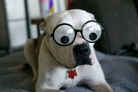 Download Hilarious Boxer Dog In Spectacles Profile Wallpaper ...