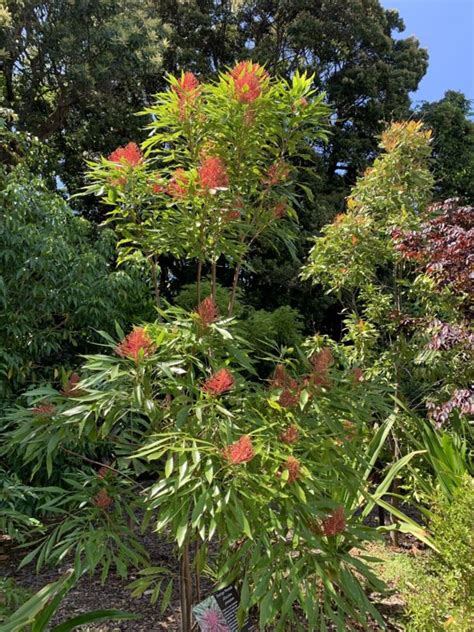 Alloxylon pinnatum - Waratah Oak, Dorrigo Waratah | Australian Botanic ...