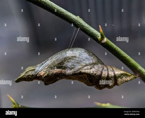 Praying mantis cocoon hi-res stock photography and images - Alamy