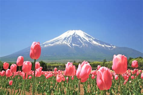 チューリップと富士山の風景 山中湖花の都公園 山梨の風景 | JAPAN WEB MAGAZINE 「日本の風景」 JAPAN SCENE