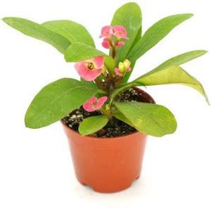 Cloud Farm Euphorbia Plant Price in India - Buy Cloud Farm Euphorbia ...