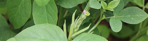 Krishi IQ : Digital Dissemination of Agriculture Practices of Cluster ...