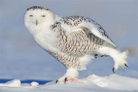 14 Facts About the Splendid Snowy Owl