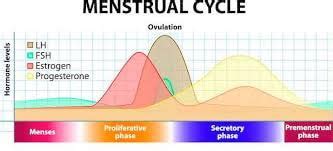 LH Surge Definition: How LH Levels Predict Your Most Fertile Window ...