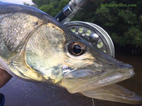 Snook Fly Patterns 的图像结果