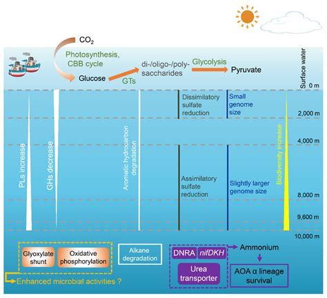 Insights into the Vertical Stratification of Microbial Ecological Roles ...