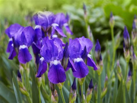 Care Of German Irises - Information On German Iris Planting