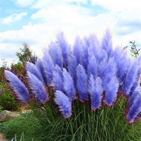 Amazon.com : CHUXAY GARDEN Blue Pampas Grass-Cortaderia Selloana 100 Seeds Fast Growing ...