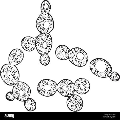 Yeast microscope hi-res stock photography and images - Alamy