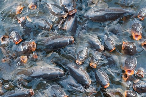 Сколько рыбы и морепродуктов импортирует Беларусь