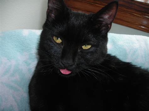 Lookin' Silly | Cats, Cats and kittens, Black cat