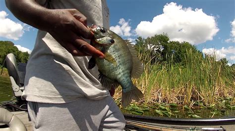 Image result for Shellcracker Fishing 2014