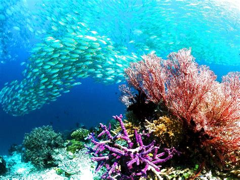 Sea Fish 的图像结果