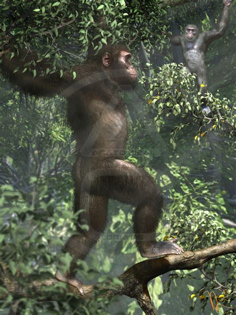 Image result for Ardipithecus Ramidus Discovery