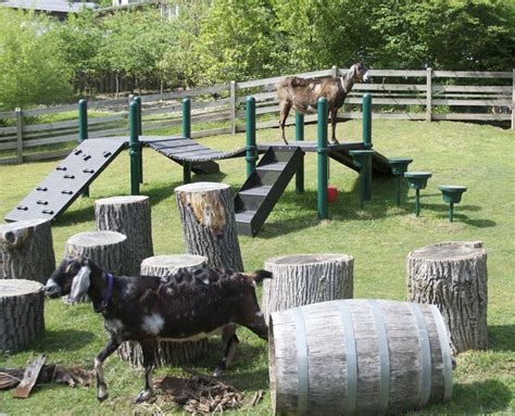 Goat Play Equipment