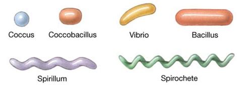 Image result for Color Scale for Lab Experiments