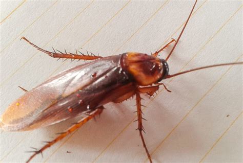 Cockroach Extermination Method 的图像结果