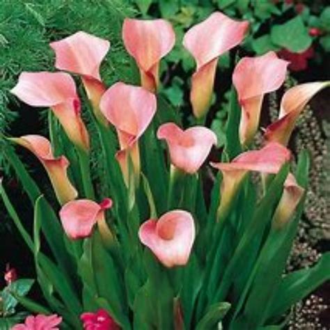 Gardening For planting ,Calla lilies for planting,Perennials flowers ...