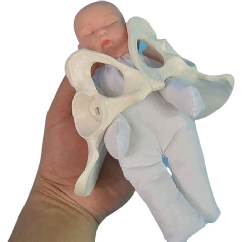 Buy Female Pelvis Childbirth Model Mini Female Pelvis and Baby Model ...