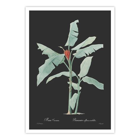 SALE - Musa coccinea - Dark – Calcuttan