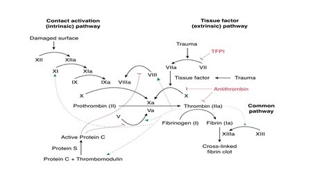 Image result for Coagulation Pathway Explained