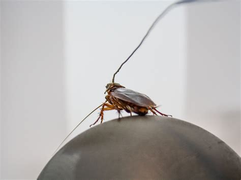 Video: How roaches see in pitch-black | Science | AAAS