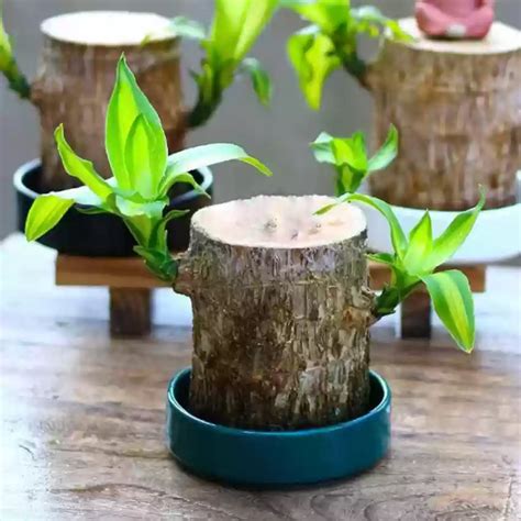 Dracaena wood Rooted Plant Stem - Live Plant (Home & Garden) – Hug A Plant