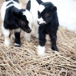 Baby Goat Snuggle Session , Gretta's Goats, Ridott, 6 April 2025 ...