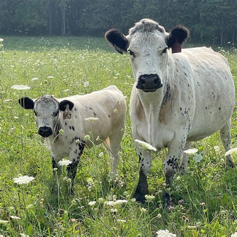 British White Park Cattle