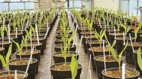 DowDuPont atrae nuevos inversores en EU | La Prensa Panamá