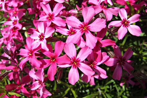 Phlox subulata - Burgenland Flora