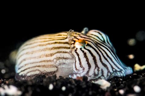 Raising cephalopods | Stories | Monterey Bay Aquarium
