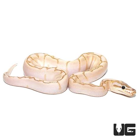 Image result for Spider Ball Python Baby