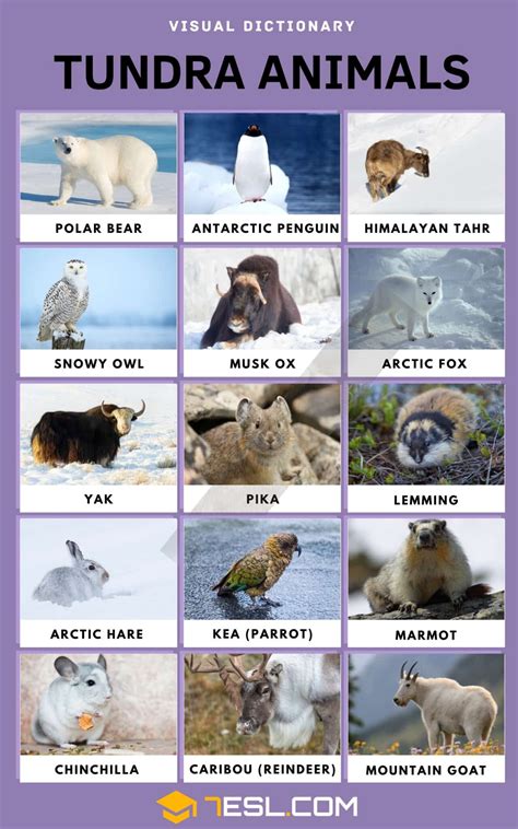 List of 15 Tundra Animals with Facts in English • 7ESL