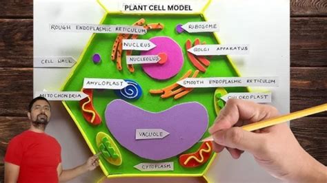 Biology Project Model 的图像结果