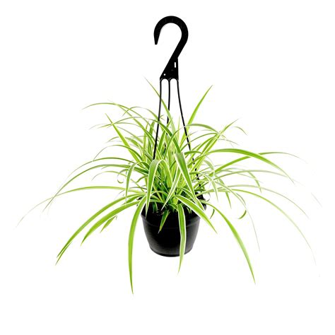 Spider Plant Hanging Basket: Pet Friendly Live Plant - (6" Pot) - Easy ...