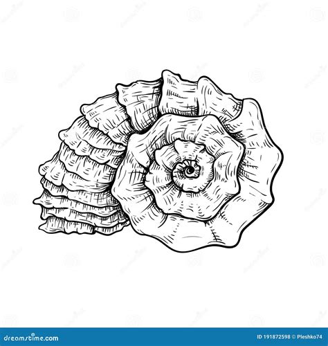 Image result for Biro Drawing Shell