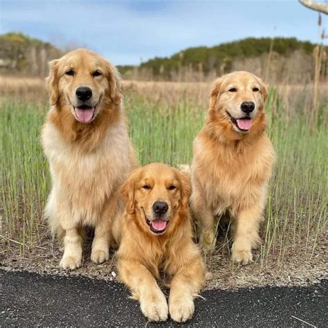 Golden Retriever Precio
