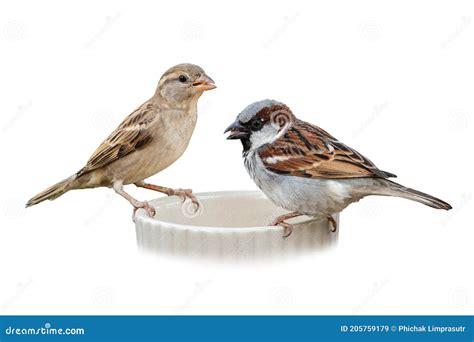 House Sparrow Male And Female