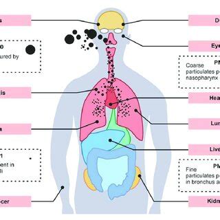 Image result for Particulates Health Effects