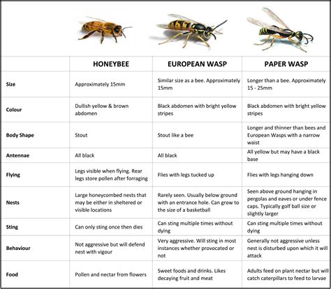 Different Types Of Bees Wasps And Hornets at Ben Debra blog
