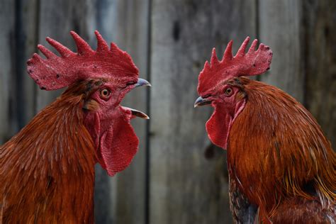 Hen Vs Rooster