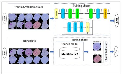 Performance Analysis of Deep Learning Algorithms in Diagnosis of ...