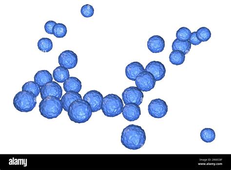 Image result for Enterococcus Faecalis Bacteria Cell Structure
